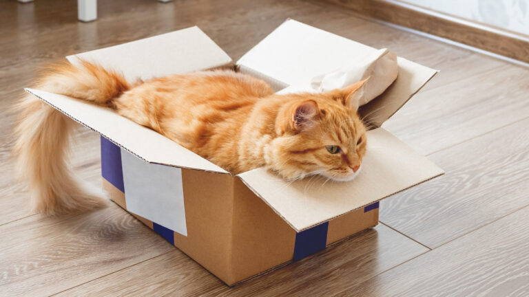 How First Class Relocation Makes Moving with Pets Stress-Free in Central Texas